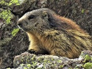 Spettacolo di fiori e marmotte sui sentieri per i Laghetti di Ponteranica – 18magg22  - FOTOGALLERY